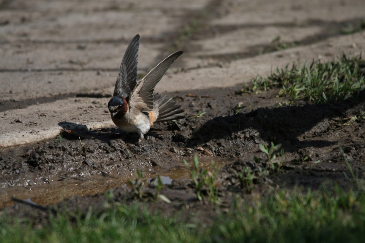 Cliff Swallow collecting mud