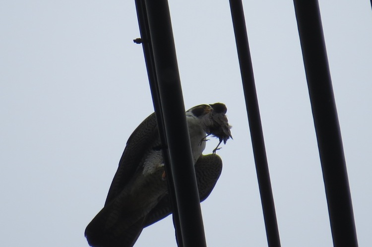 Peregrine Falcon with breakfast