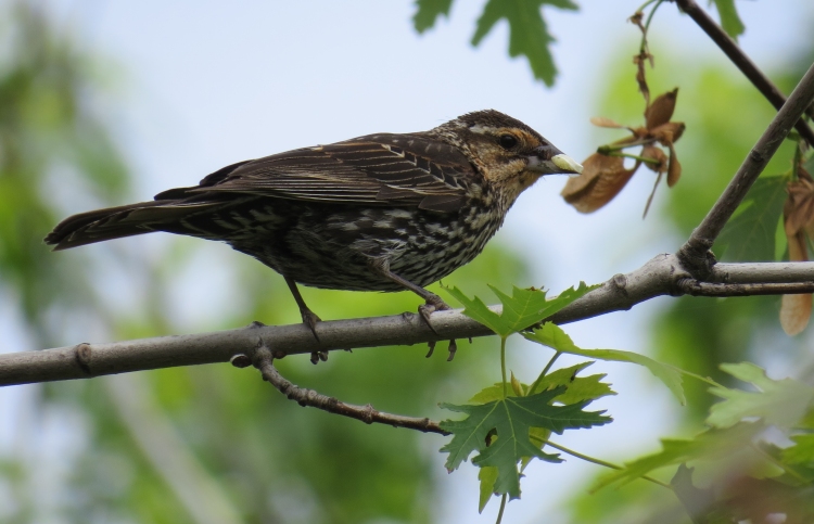 Female Red-winged Blackbird with insect