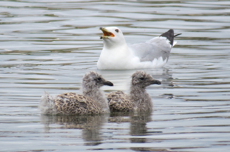 Ring-billed Gull and two young
