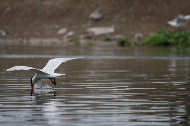 Caspian Tern skimming